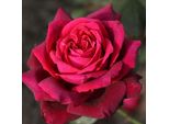 2 X Rosa - Kordes Parfuma® Rose - Rosa 'GräFin Diana'®
