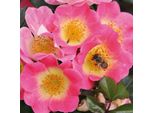 2 X Rosa - Kordes Nektar Rose - Rosa 'Topolina'