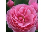 2 X Rosa - Kordes Feenrose - Rosa 'Pomponella'®