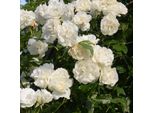 2 X Rosa - Kletternde Rose - Rosa 'Madame Alfred Carriere'