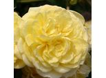 2 X Rosa - Kordes Rigo-Rose - Rosa 'Solero'®