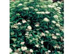 2 X Spirea Estiva - Spiraea Japonica 'Albiflora' | 20-25 Cm In Contenitore