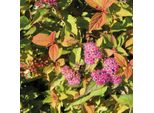 2 X Spirea Estiva - Spiraea Japonica 'Firelight' | 25-30 Cm In Vaso
