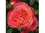 2 X Rosa - Kordes Feenrose - Rosa 'Queen Of Hearts'®
