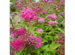 2 X Spirea Estiva - Spiraea Japonica 'Anthony Waterer' | 20-25 Cm In Vaso