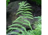 6 X Porri A Fiore - Thelypteris Palustris | Vaso 9Cm X 9Cm