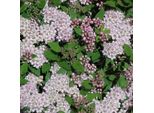 2 X Spirea Estiva - Spiraea Japonica 'Little Princess' | 25-30 Cm In Contenitore