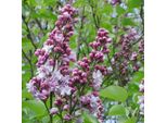 Lillà Nobile - Syringa Vulgaris 'Michel Buchner' | 40-60 Cm In Contenitore