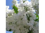 Lillà Nobile - Syringa Vulgaris 'Madame Lemoine' | 40-60 Cm In Contenitore