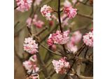 2 X Viburno Invernale - Viburnum Bodnantense 'Charles Lamont' | 50-60 Cm In Contenitore