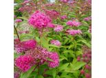 2 X Spirea Estiva - Spiraea Japonica 'Froebelii' | 25-30 Cm In Contenitore