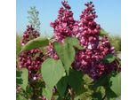 Lillà Nobile - Syringa Vulgaris 'Mrs Edward Harding' | 40-60 Cm In Contenitore