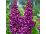 Lillà Nobile - Syringa Vulgaris 'Andenken Ludwig Spaeth' | 40-60 Cm In Contenitore