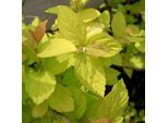 2 X Spirea Estiva - Spiraea Japonica 'Goldmound' | 25-30 Cm In Contenitore