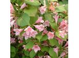 2 X Weigelie - Weigela 'Rosea' | 50-60 Cm In Contenitore