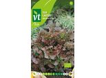 Semi Per La Germinazione Semi Di Fagioli Mung - Circa 16 Gr | VT_251