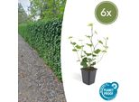 Copertura Del Terreno - Edera Irlandese - Hedera Hibernica - Vaso Da 9 Cm - Set Di 6 Piante