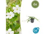 Copertura Del Terreno - Piccola Pervinca - Vinca Minor 'Alba' - Fioritura Bianca - Vaso Da 9 Cm - Set Di 6 Piante