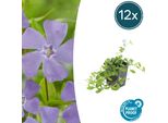 Copertura Del Terreno - Piccola Pervinca - Vinca Minor - Vaso Da 9 Cm - Set Di 12 Piante