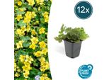 Copertura Del Terreno Sempreverde - Fragola D'oro - Waldsteinia Ternata - Vaso Da 9 Cm - Set Di 12 Piante