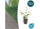 Copertura Del Terreno - Edera Irlandese - Hedera Hibernica - Vaso Da 9 Cm - Set Di 12 Piante