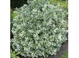 Copertura Del Terreno - Fuso Strisciante - Euonymus Fortunei 'Emerald Gaiety' - Vaso Da 9 Cm - Set Di 12 Piante