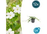 Copertura Del Terreno - Piccola Pervinca - Vinca Minor 'Alba' - Fioritura Bianca - Vaso Da 9 Cm - Set Di 12 Piante