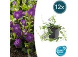 Copertura Del Terreno - Piccola Pervinca - Vinca Minor 'Atropurpurea' - Vaso Da 9 Cm - Set Di 12 Piante