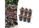 Tappezzante - Campanula Viola - Heuchera Mic. 'Palace Purple' - Vaso Da 9 Cm - Set Di 6 Piante