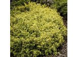 Copertura Del Terreno - Fuso Strisciante - Euonymus Fortunei 'Emerald Gold' - Vaso Da 9 Cm - Set Di 12 Piante