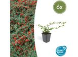Copertura Del Terreno - Cotoneaster Dammeri - Cotoneaster A Tappeto - Vaso Da 9 Cm - Set Di 6 Piante