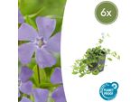 Copertura Del Terreno - Piccola Pervinca - Vinca Minor - Vaso Da 9 Cm - Set Di 6 Piante