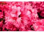Azalea Japonica Red - Azalea Giapponese 60-80 Cm - Contenitore