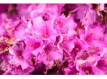 Azalea Japonica - Azalea Giapponese Lilla 60 - 80 Cm - Contenitore