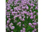 6 X Erba Cipollina - Allium Schoenoprasum | Vaso 9Cm X 9Cm
