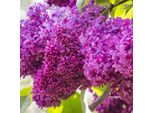 Lillà Nobile - Syringa Vulgaris 'Charles Joly' | 40-60 Cm In Contenitore
