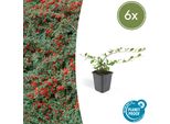Copertura Del Terreno - Nespolo Strisciante - Cotoneaster Dammeri 'Major' - Vaso Da 9 Cm - Set Di 6 Piante