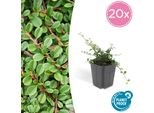 Copertura Del Terreno - Cotoneaster 'Streib's Findling' - Vaso Da 9 Cm - Set Di 20 Piante