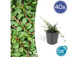Copertura Del Terreno - Cotoneaster 'Streib's Findling' - Vaso Da 9 Cm - Set Di 40 Piante