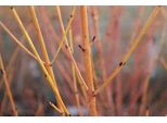 Cornus Sang. Midwinter Fire' - Corniolo Rosso 60-80 Cm In Contenitore