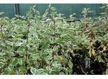 10 X Cornus Alba 'Elegantissima' - Corniolo 40- 60 Cm Radice Nuda