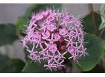 Clerodendrum Bungei - Fiore Di Gloria 60-80 Cm In Contenitore