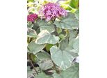 Clerodendrum Bungei 'Pink Diamond'® - Clerodendrum Bungei Pink Diamond 40- Contenitore Da 50 Cm