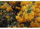 Berberis Darwinii - Crespino 25- Contenitore Da 30 Cm