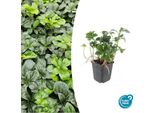 Copertura Del Terreno - Verde Ombra - Pachysandra 'Green Sheen' - Vaso Da 9 Cm - Set Di 12 Piante