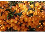 Berberis Lin. 'Orange King' - Crespino Sempreverde Orange King 40- Contenitore Da 50 Cm