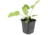 Copertura Del Terreno - Erba Di Fuoco Di Russell - Phlomis Russeliana - Vaso Da 9 Cm - Set Di 6 Piante