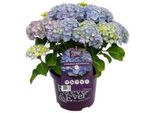Ortensia 'Teller Blue' (Blu/Bleu) - Ortensia 40- 60 Cm In Contenitore