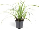 Erba Ornamentale - Carice Giapponese - Carex Morrowii 'Ice Dance' - Vaso Da 9 Cm - Set Di 60 Piante