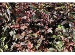 Physocarpus Opulif. 'Diable D'or'® ('Mindia'®) - Ginestra Del Fagiano 40- 60 Cm - Contenitore